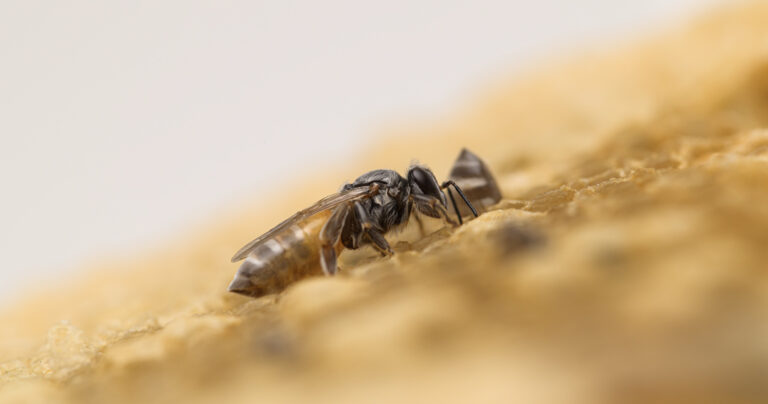 propolis nedir